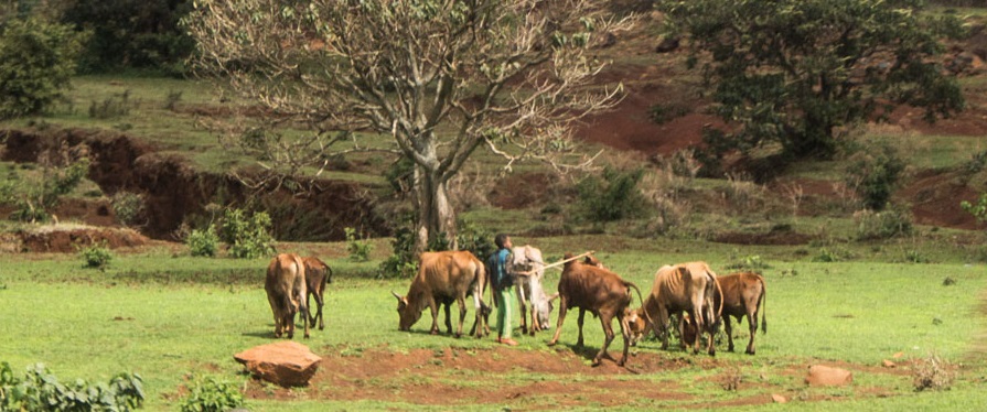 "Abysmal livestock status and poor grazing quality"